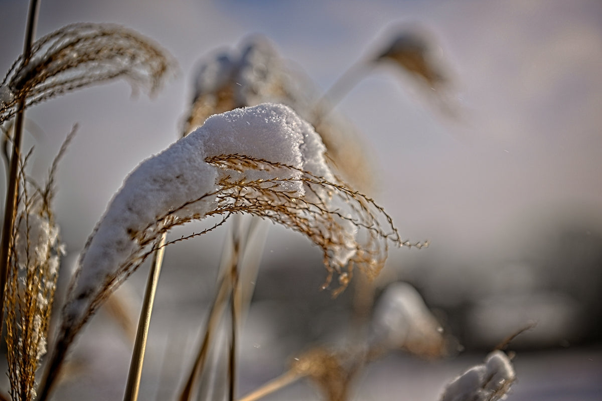 Tall Grass Bent Over From Weight Of Snow In Finger Lakes Region Of NY