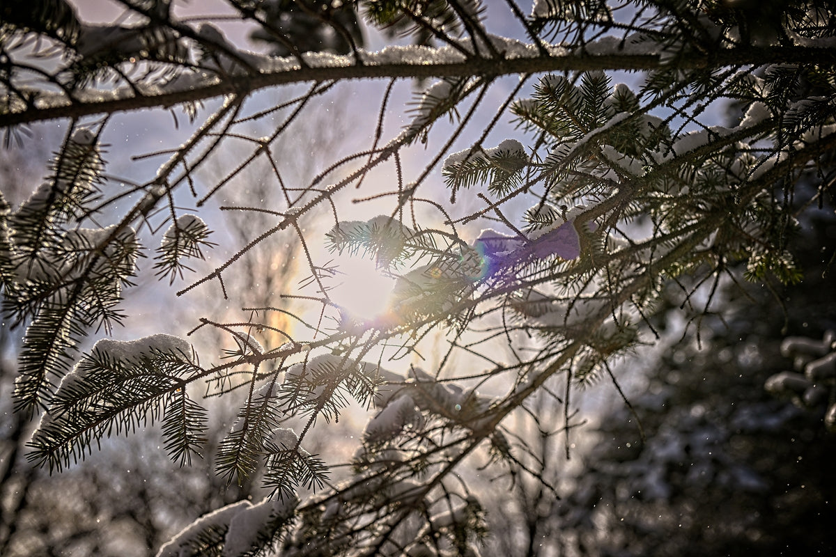 Pine Tree With Sun Glowing Over Snow Covered Branches - Finger Lakes Region NY