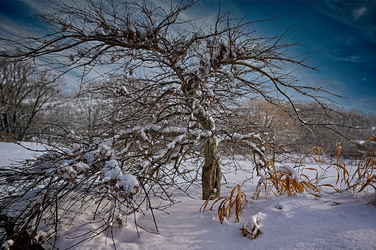 Winter Tree During Winter In The Finger Lakes