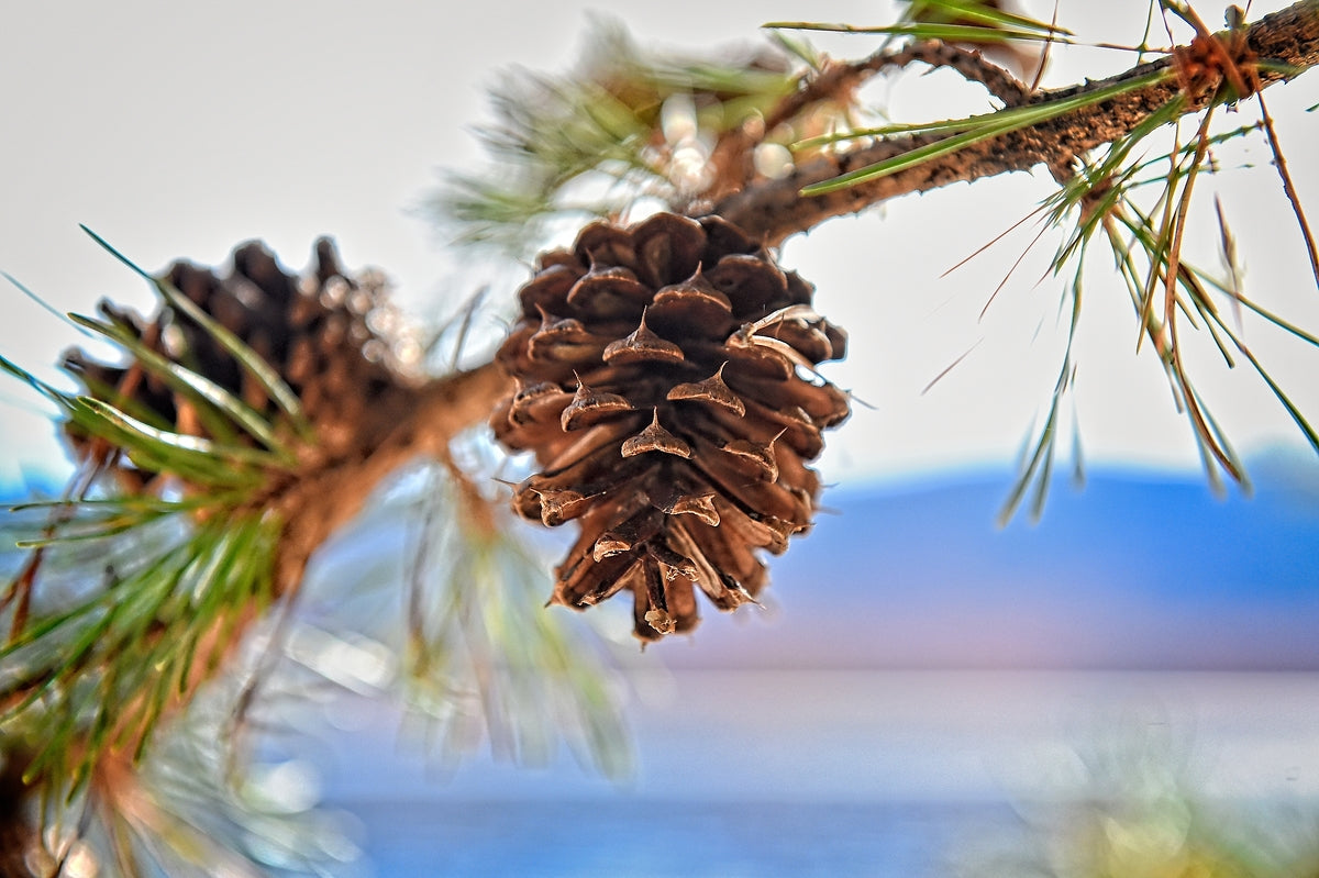 Smith Mountain Lake Pine Cone - Lake Decor, Lake Home Artwork