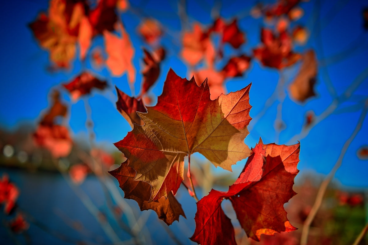 Leaves in Luminous Harmony, Fall Home Decor Artwork, Lake Decor