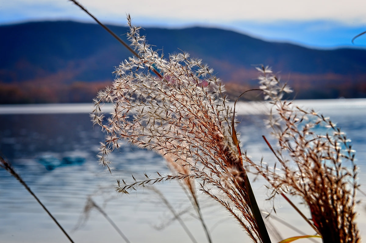 Ornamental Grass Looking Over Smith Mountian Lake, Nature Photography, Lake Photography