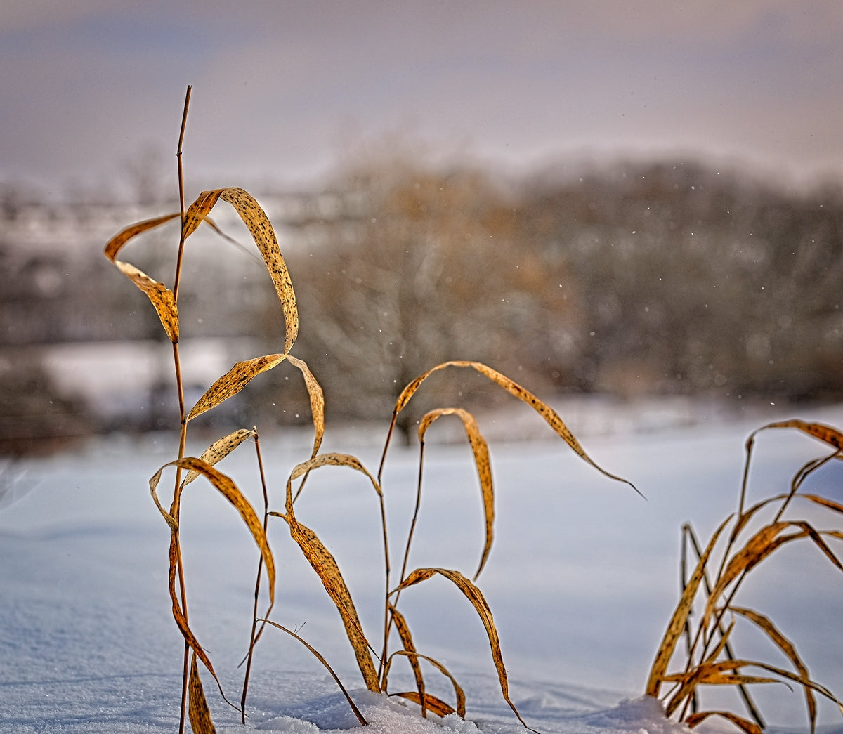Single Blades Of Grass Blowing In Cold Snow Breeze