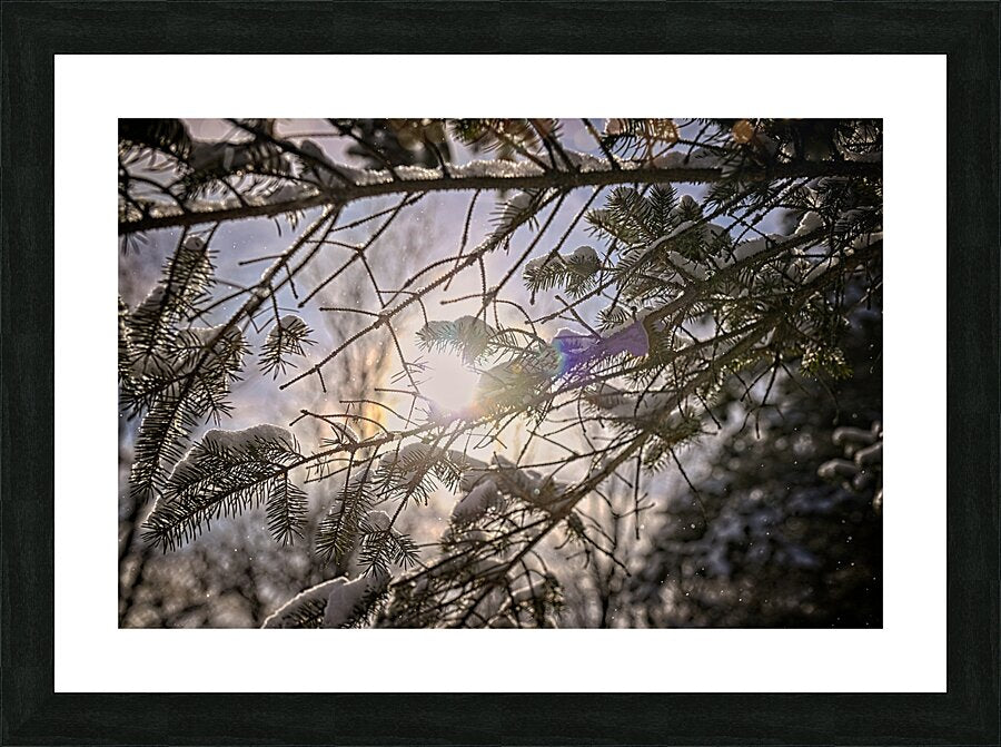 Pine Tree With Sun Glowing Over Snow Covered Branches - Finger Lakes Region NY