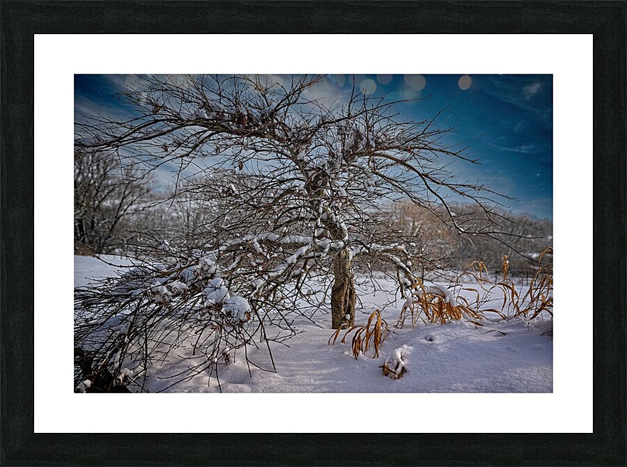 Winter Tree During Winter In The Finger Lakes