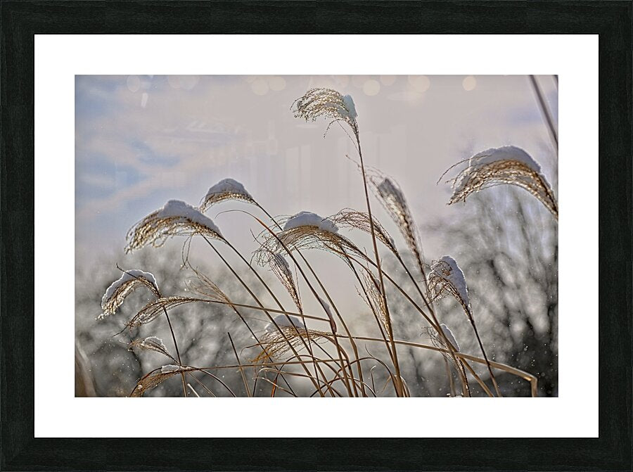 Winter Grass Finger Lakes Artwork