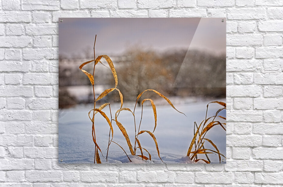 Single Blades Of Grass Blowing In Cold Snow Breeze