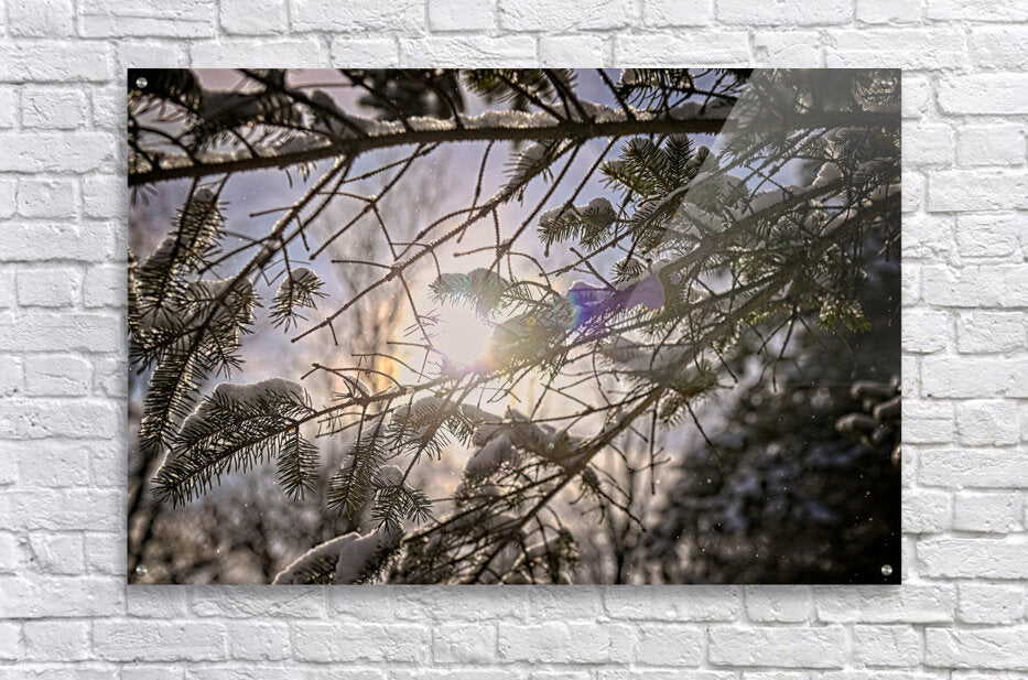 Pine Tree With Sun Glowing Over Snow Covered Branches - Finger Lakes Region NY