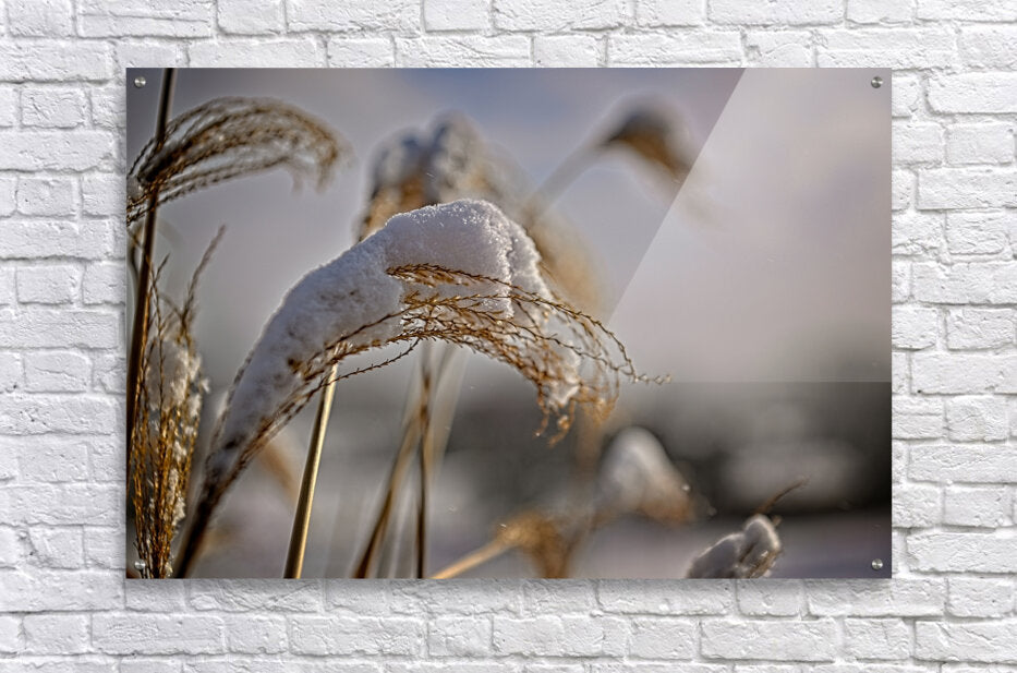 Tall Grass Bent Over From Weight Of Snow In Finger Lakes Region Of NY