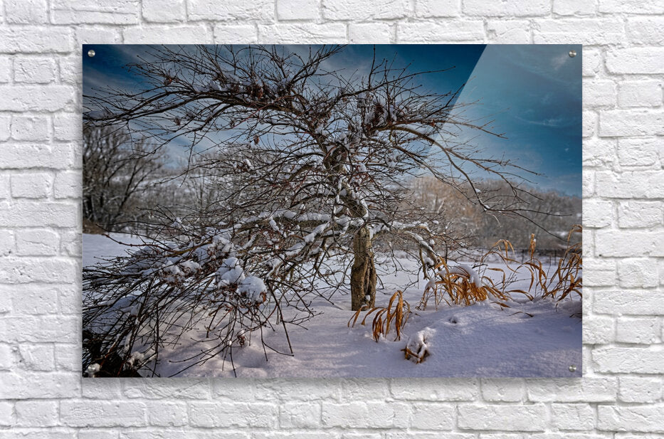 Winter Tree During Winter In The Finger Lakes