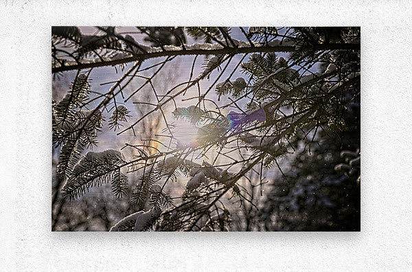 Pine Tree With Sun Glowing Over Snow Covered Branches - Finger Lakes Region NY