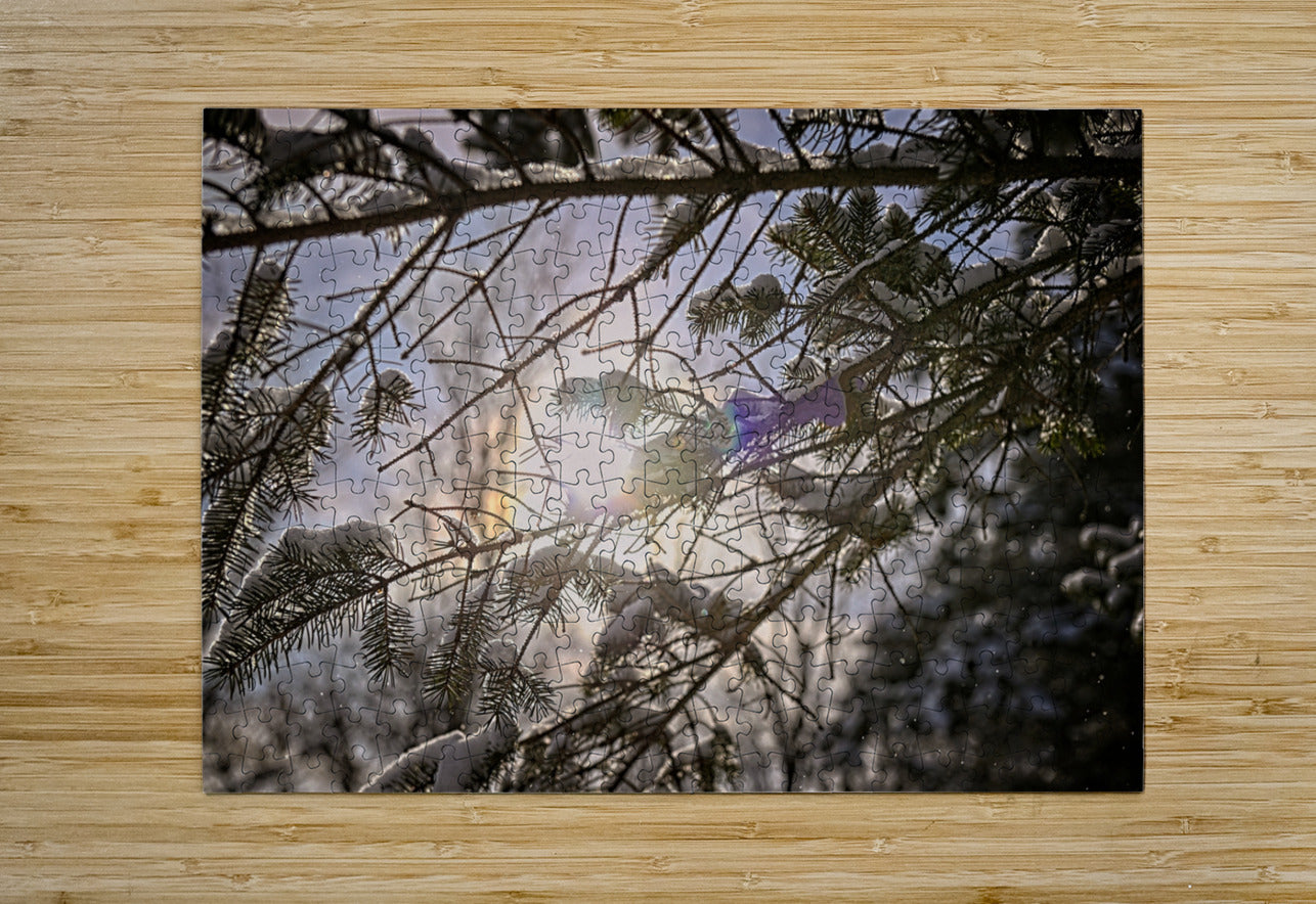 Pine Tree With Sun Glowing Over Snow Covered Branches - Finger Lakes Region NY