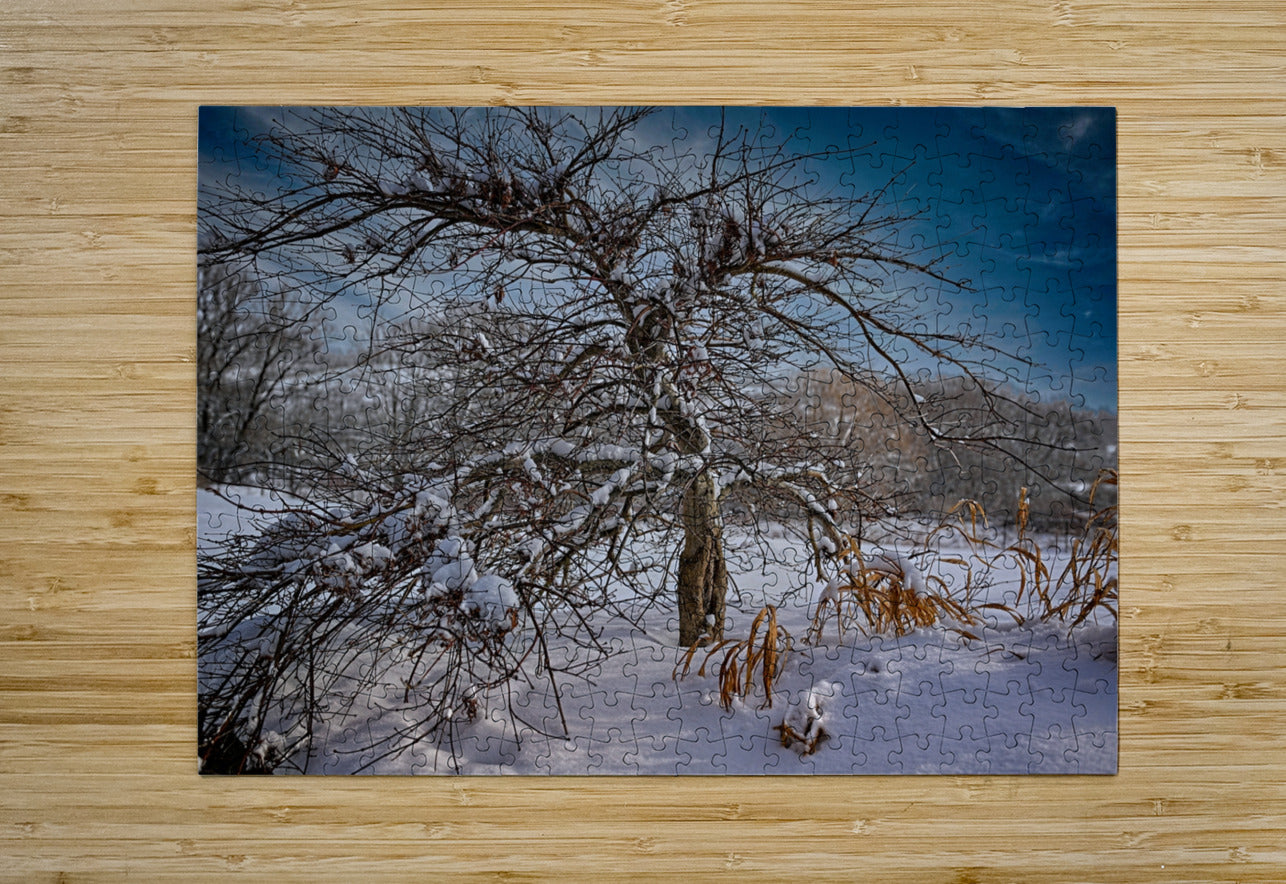Winter Tree During Winter In The Finger Lakes