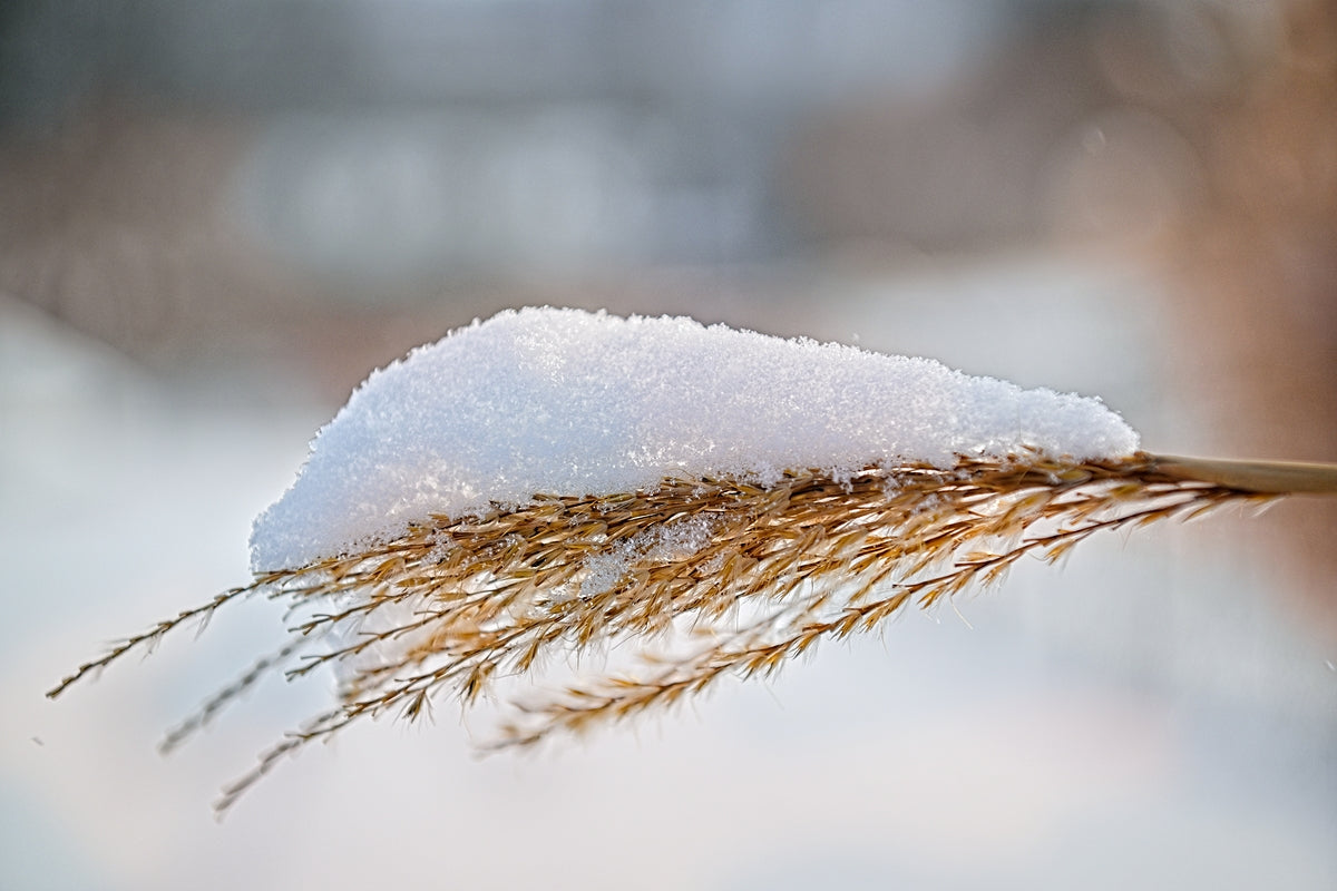 Winter Grass Glistening With Snow - Finger Lakes Artwork
