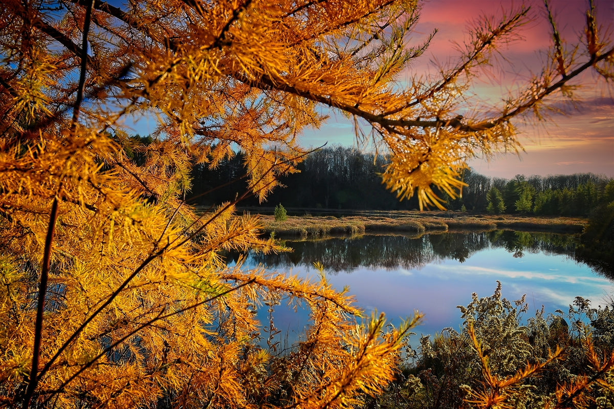 Water Through Autumn Branches Finger Lakes Landscape Fall Print, Lake Decor Artwork