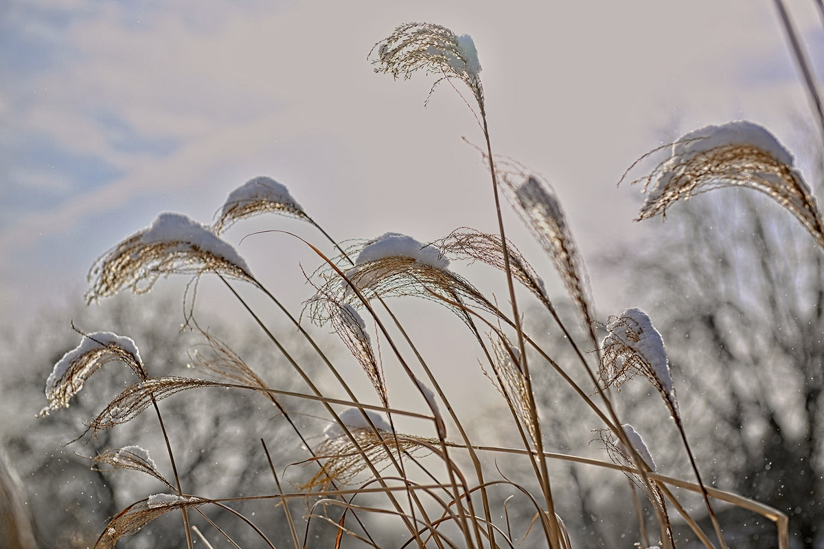 Winter Grass Finger Lakes Artwork
