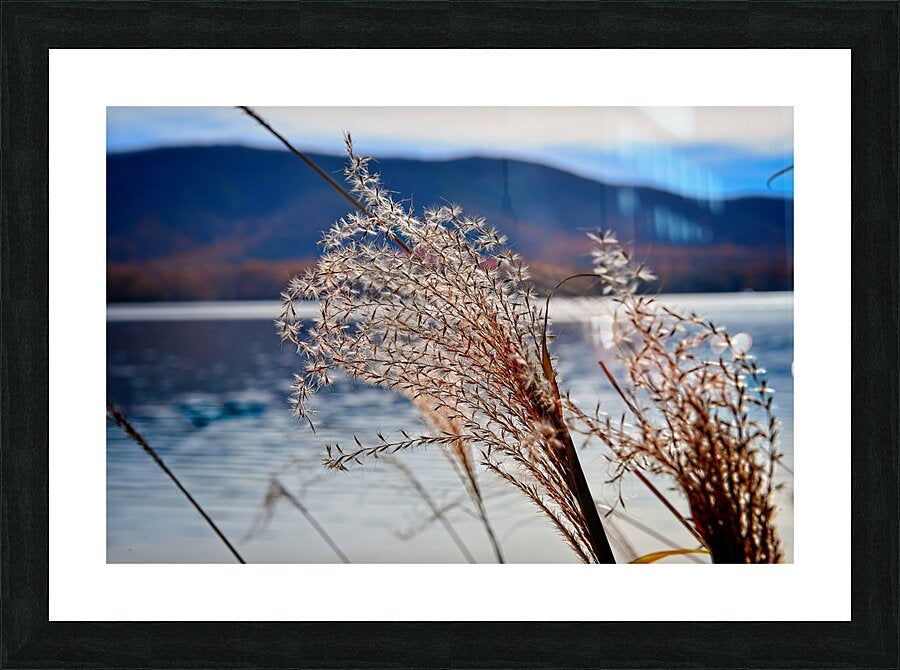 Ornamental Grass Looking Over Smith Mountian Lake, Nature Photography, Lake Photography