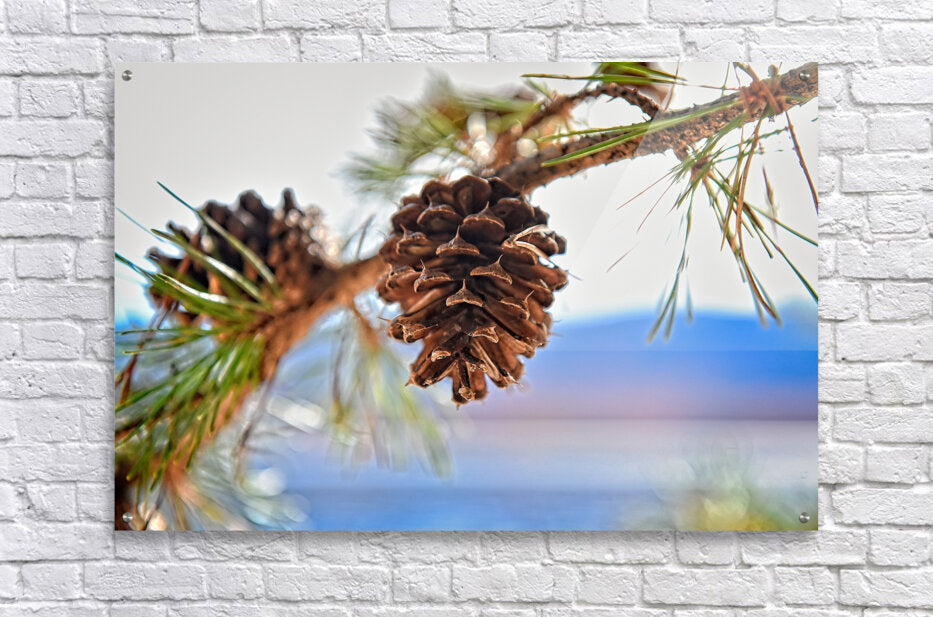 Smith Mountain Lake Pine Cone - Lake Decor, Lake Home Artwork