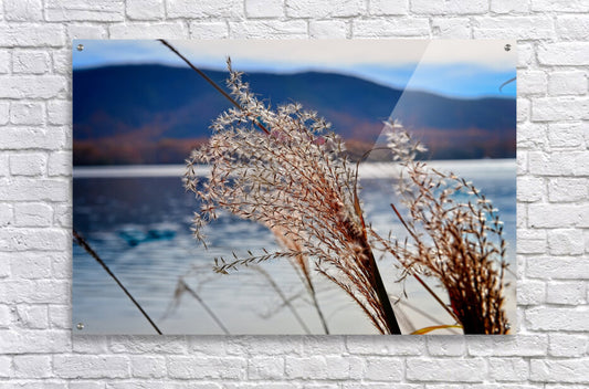 Ornamental Grass Looking Over Smith Mountian Lake, Nature Photography, Lake Photography