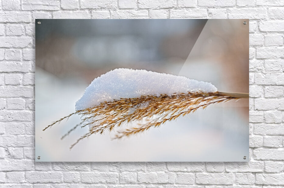 Winter Grass Glistening With Snow - Finger Lakes Artwork