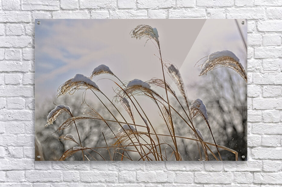 Winter Grass Finger Lakes Artwork