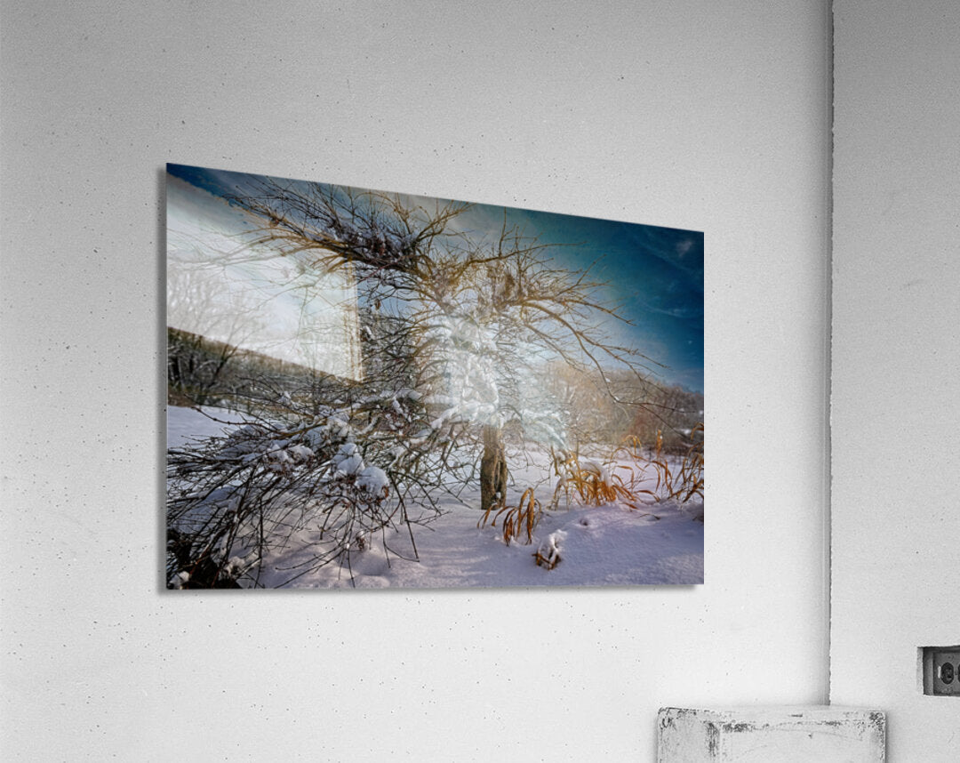 Winter Tree During Winter In The Finger Lakes