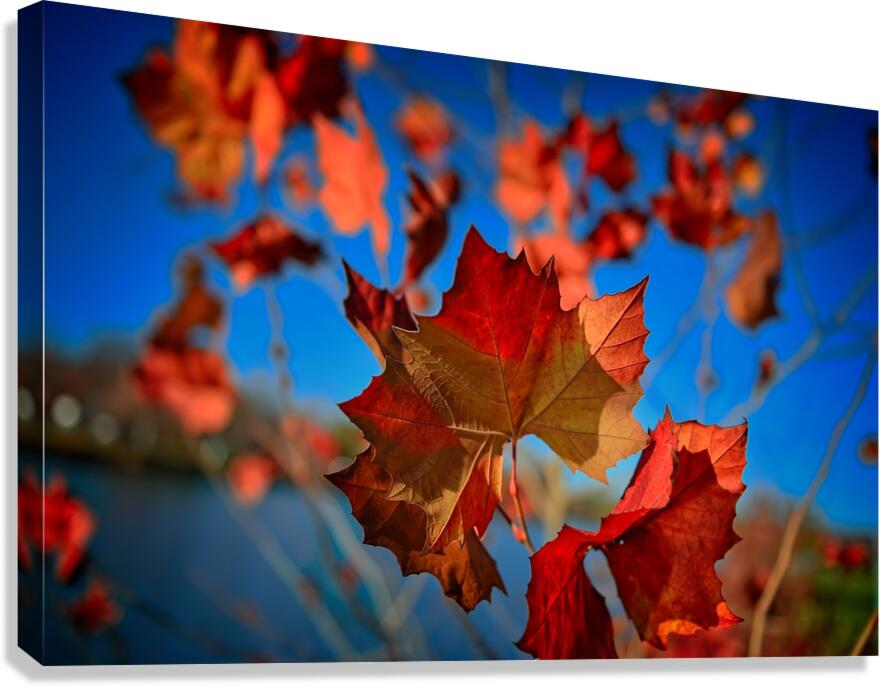 Giclée Stretched Canvas Print