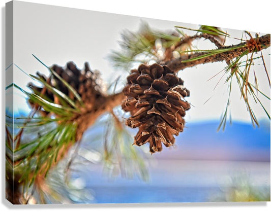 Smith Mountain Lake Pine Cone - Lake Decor, Lake Home Artwork