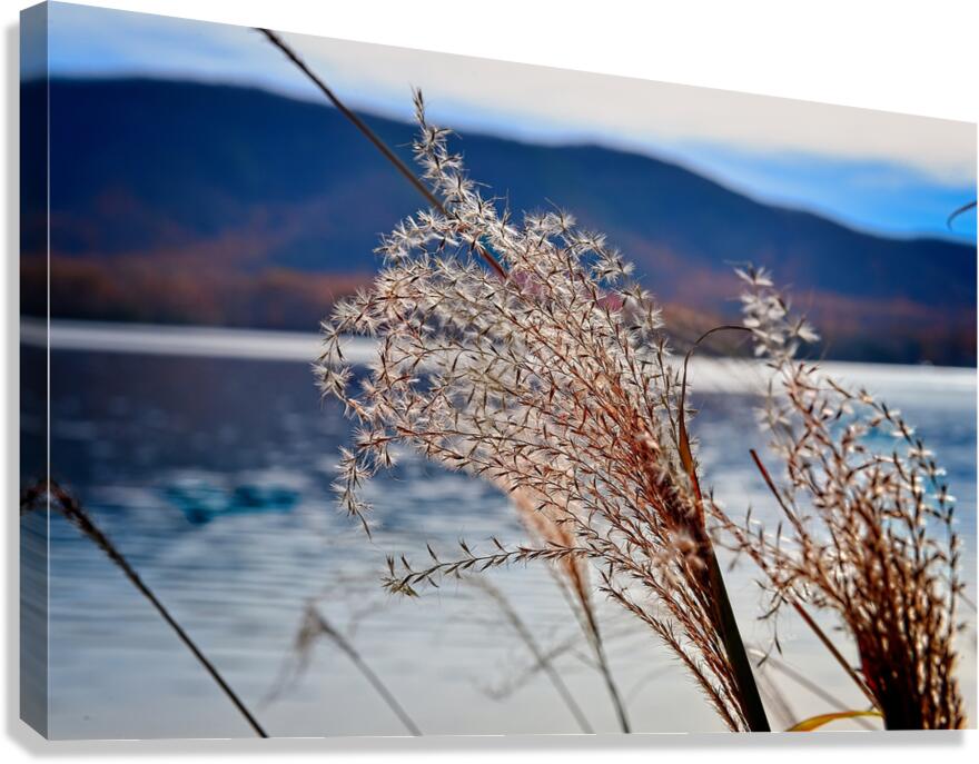 Ornamental Grass Looking Over Smith Mountian Lake, Nature Photography, Lake Photography