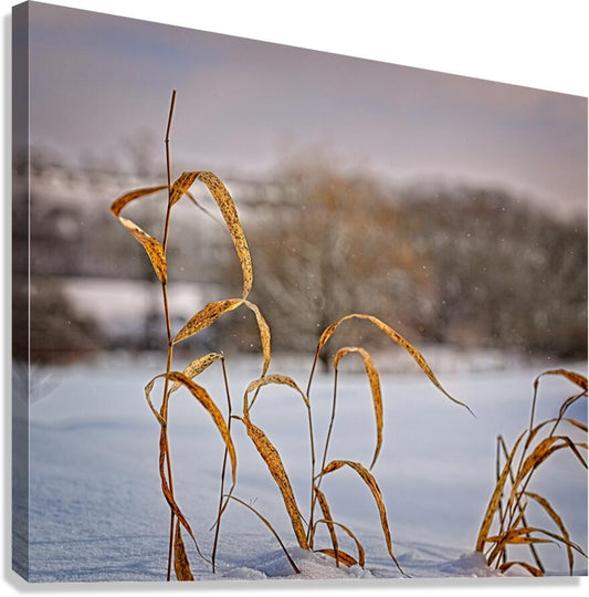 Single Blades Of Grass Blowing In Cold Snow Breeze