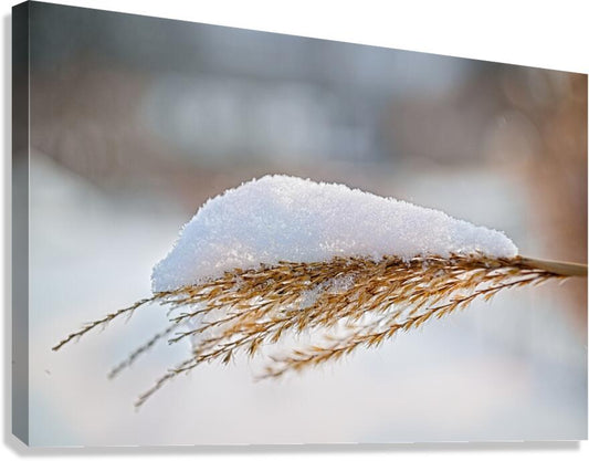 Winter Grass Glistening With Snow - Finger Lakes Artwork