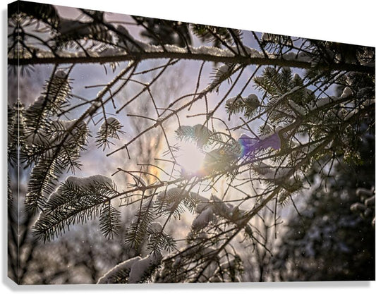 Pine Tree With Sun Glowing Over Snow Covered Branches - Finger Lakes Region NY