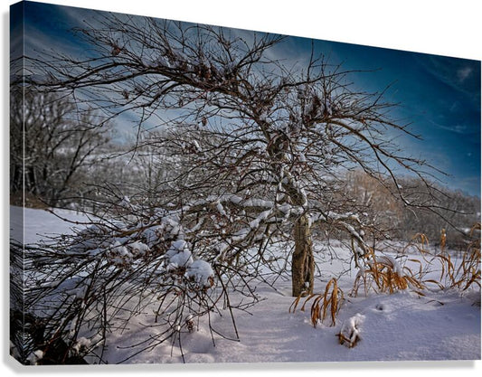 Winter Tree During Winter In The Finger Lakes