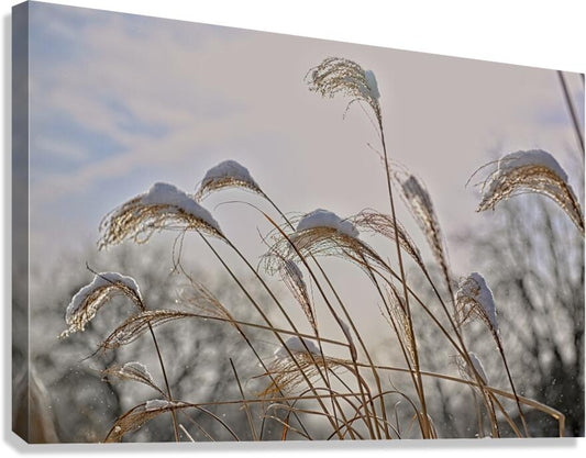 Winter Grass Finger Lakes Artwork