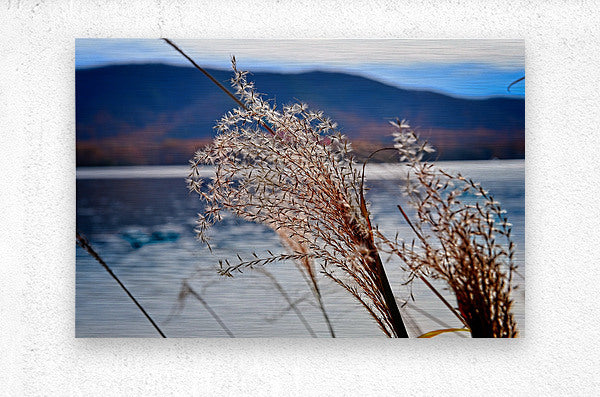 Ornamental Grass Looking Over Smith Mountian Lake, Nature Photography, Lake Photography