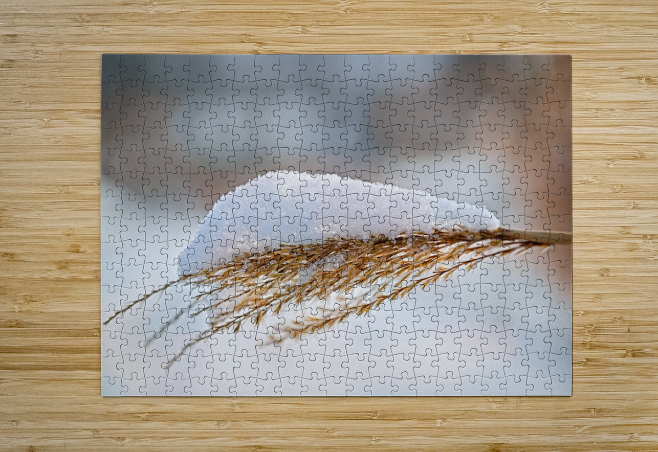 Winter Grass Glistening With Snow - Finger Lakes Artwork