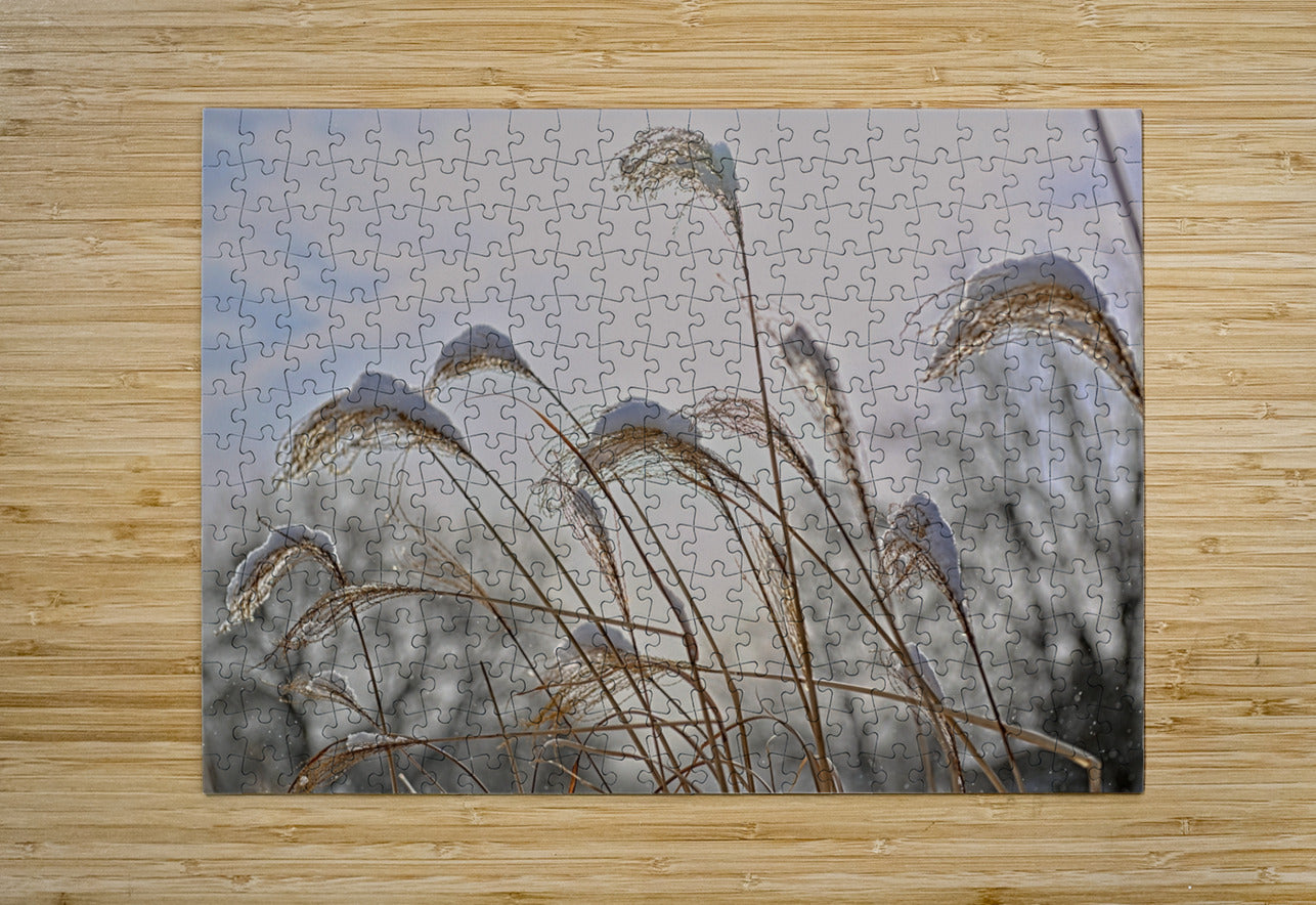 Winter Grass Finger Lakes Artwork
